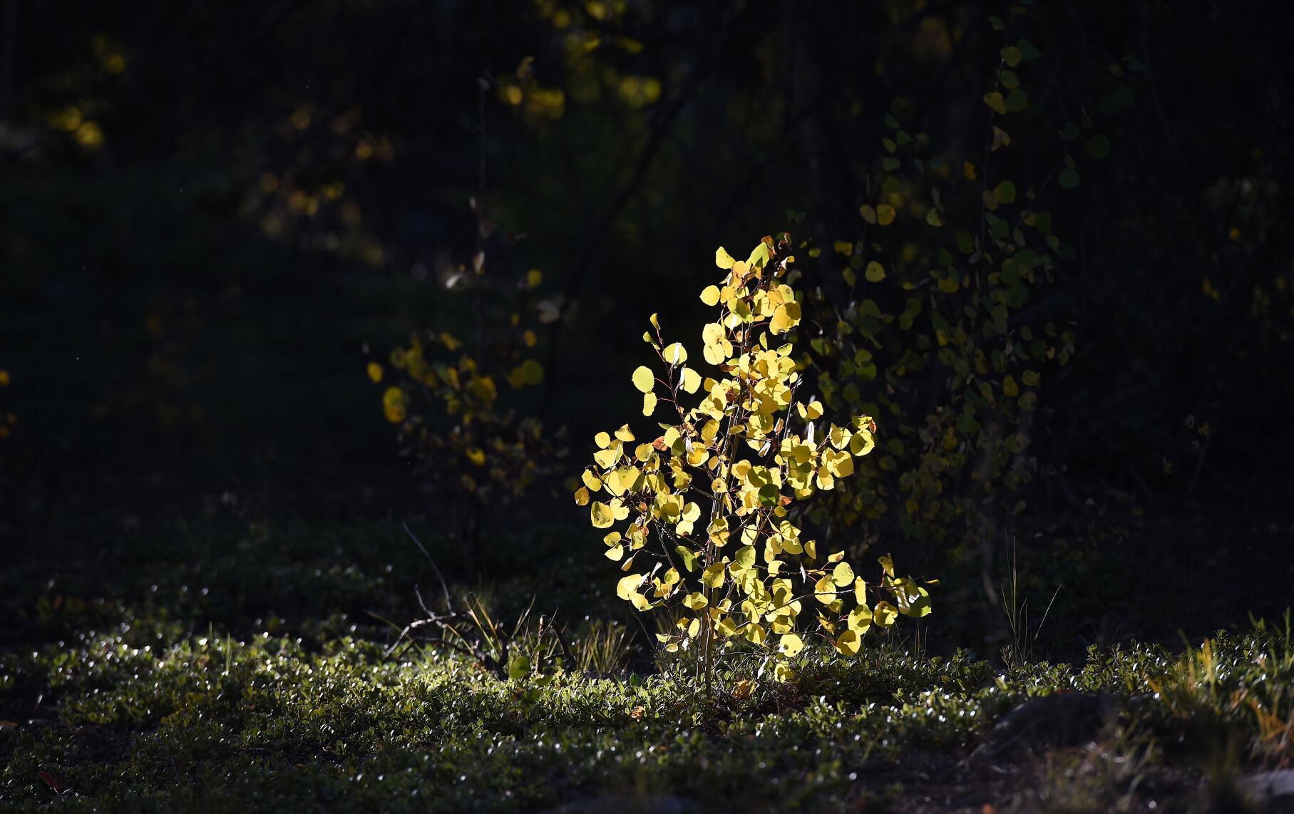 092821-news-aspens 01.JPG